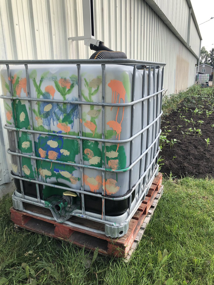 WPGFoodCouncil's tweet photo. Using a no-till method to install the West Kildonan Rainbow Garden protected the underlying soil structure. We removed the sod then laid new soil over top.

Water totes hooked up to downspouts off the arena roof capture any rainwater for the plants.
#howwegrow #urbanagriculture https://t.co/5bRAEMncjV