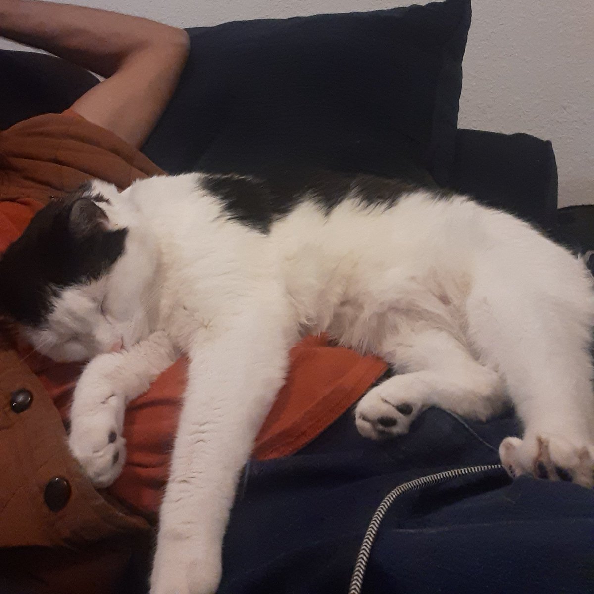 VHSfeelsgood's tweet photo. Happy #Caturday!
Celebrate with us at our brand new revamped site https://t.co/wyTrrdfYak, an informative venue for the #CannabisCommunity!
#Mmemberville #StonerFam https://t.co/TGXJ5pLqvz