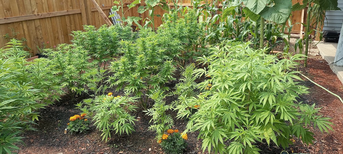 daproudnoob's tweet photo. Update on the plants progress, looking good, strong and healthy AF going into the flowering stage 👌 #CBDream #CBDutchTreat #Violator #BlueCookies #OrganicCannabis https://t.co/xeyJFuyd0G