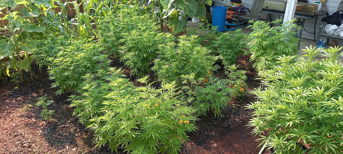 daproudnoob's tweet photo. Update on the plants progress, looking good, strong and healthy AF going into the flowering stage 👌 #CBDream #CBDutchTreat #Violator #BlueCookies #OrganicCannabis https://t.co/xeyJFuyd0G