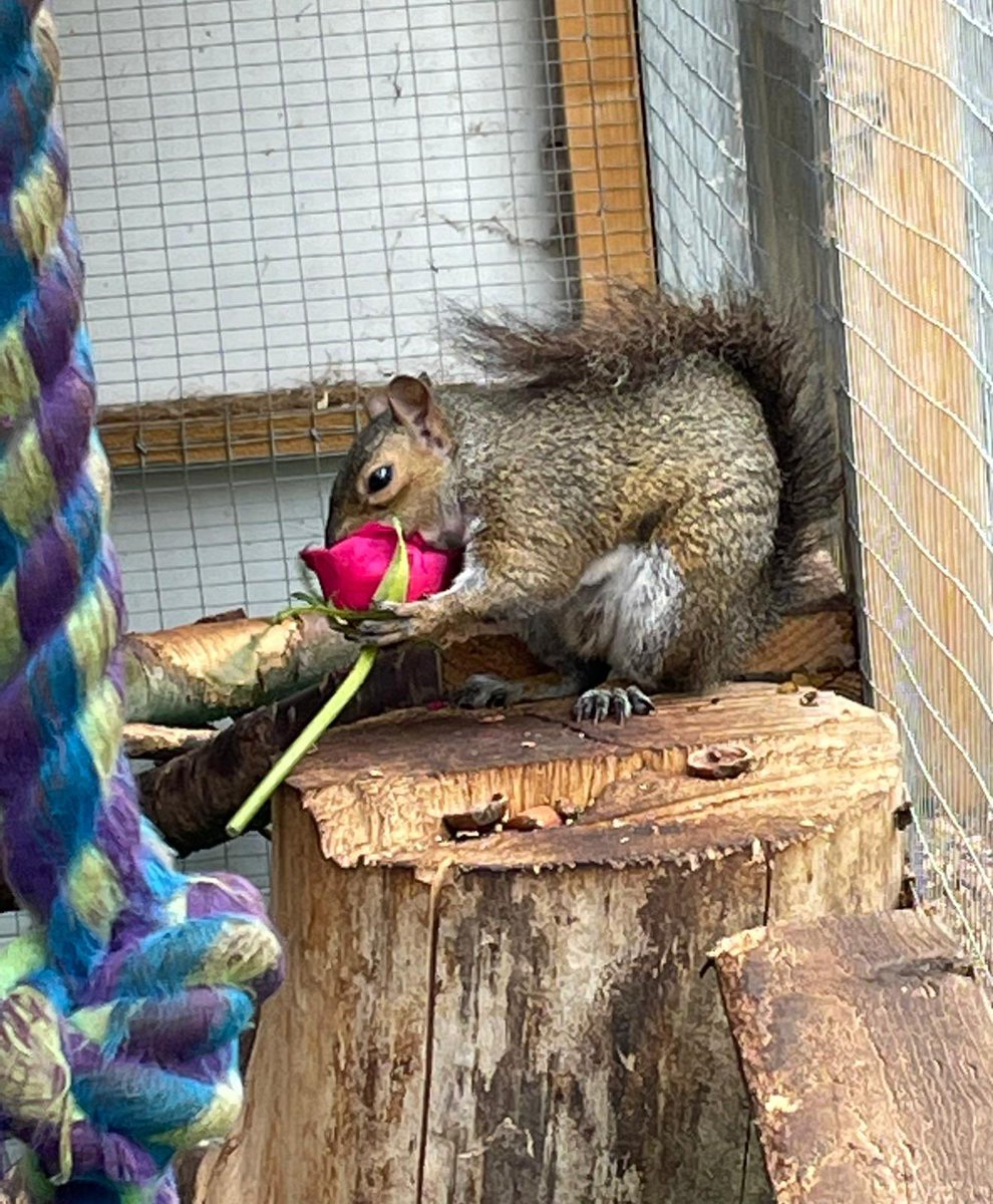Hitchin Squirrel Rescue tweet media
