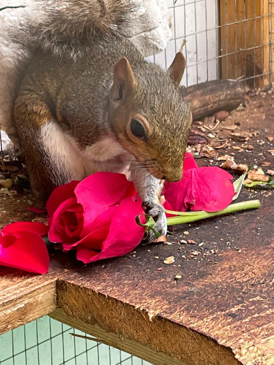 Hitchin Squirrel Rescue tweet media