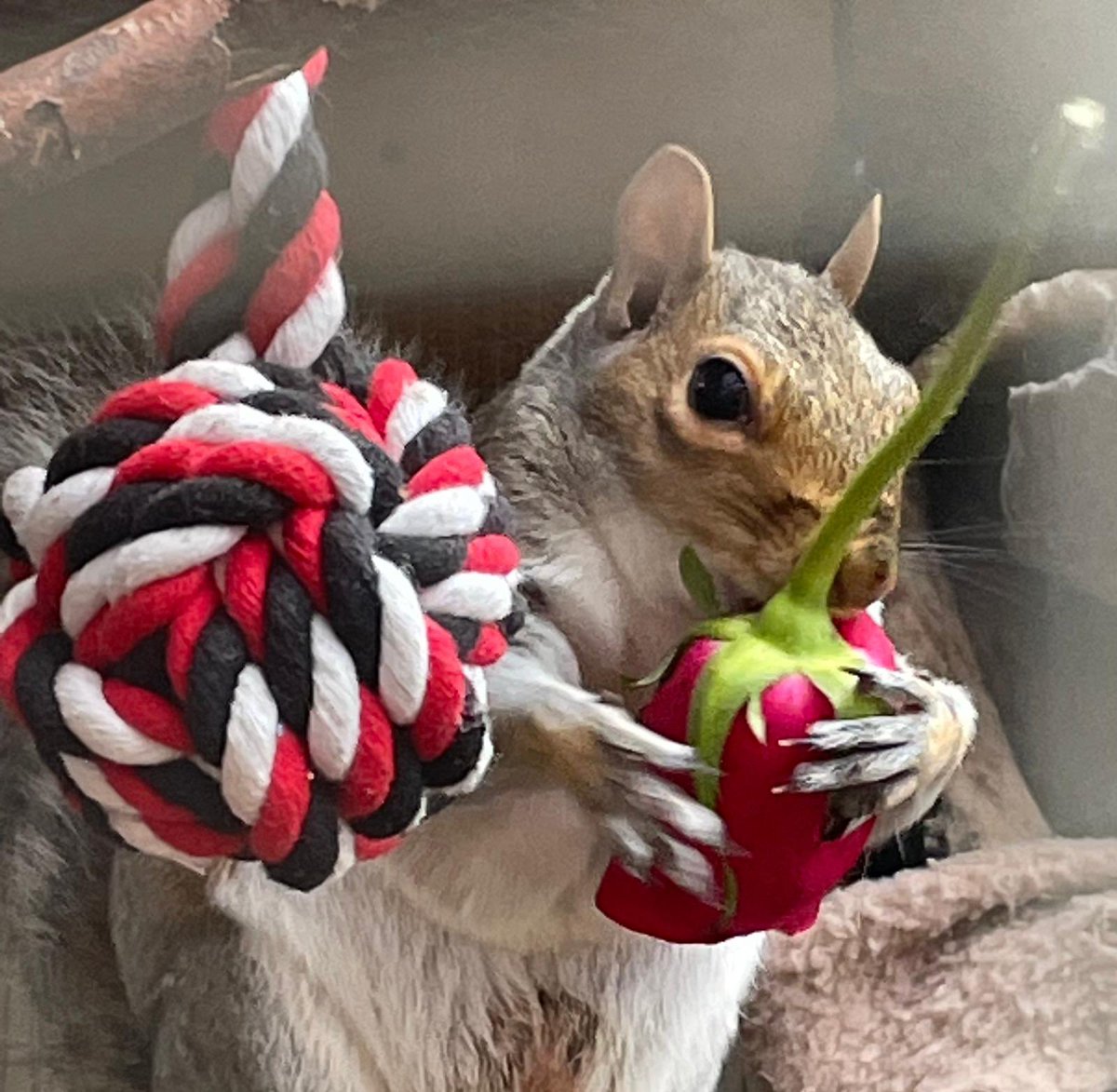 Hitchin Squirrel Rescue tweet media