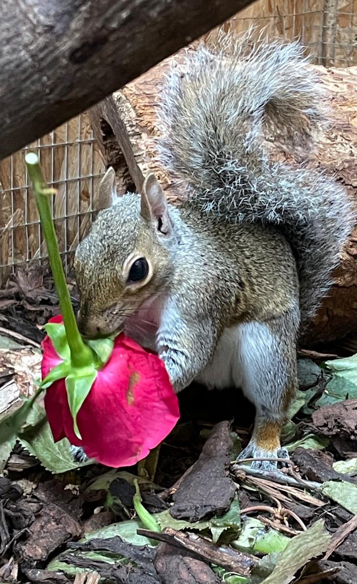 Hitchin Squirrel Rescue tweet media