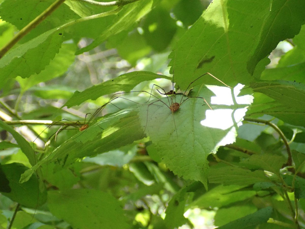 entomography's tweet photo. Leiobunum (06.11.2021) https://t.co/vhCWFoSxmy