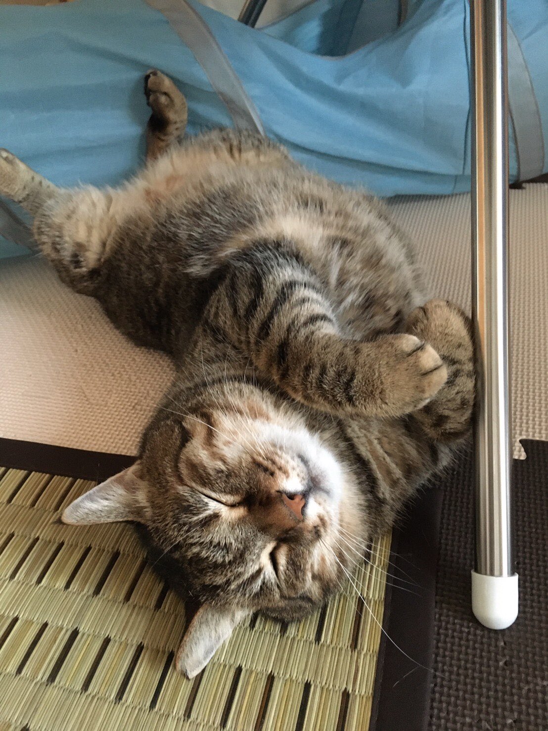 ねこ 5cgm8blbtz35ebn Twitter