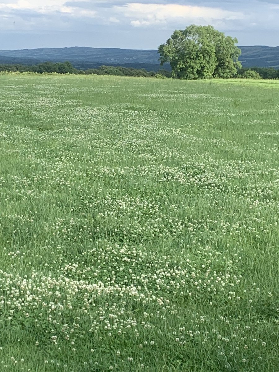 Brklydairysol's tweet photo. The Tintur @#ladycows are fuelled by flower power at the minute #clovertomilk #grassmilk #wildclover cause we #didntplantany #teamdairy https://t.co/bJ6goyk1LL