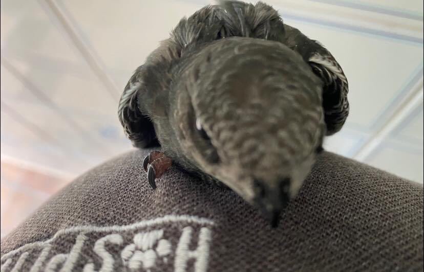 Hi everyone, we are sorry for the lack of updates lately, we have been busy this summer with young, sick &amp; injured wildlife.
Pictured is one of the five swifts we have in and one of our little hoglets. 
We’ve had lots of little hogs through the doors, this little one was only 86g