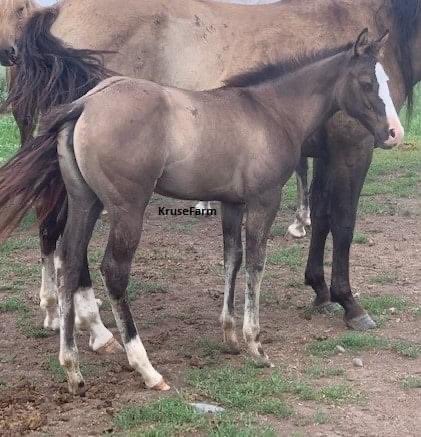 Cashmere (Tuffs Classy Jaguar - APHA #1109595) is a grullo filly that will make a good barrel, ranch or show prospect. She will mature to around 15.3 hands. She can be weaned in mid September.  KruseFarm.com <a href="/farm_kruse/">KruseFarm</a> <a href="/CircleGallop/">GallopCircle</a> <a href="/CircleEquine/">EquineCircle</a> <a href="/APHAnews/">American Paint Horse</a>