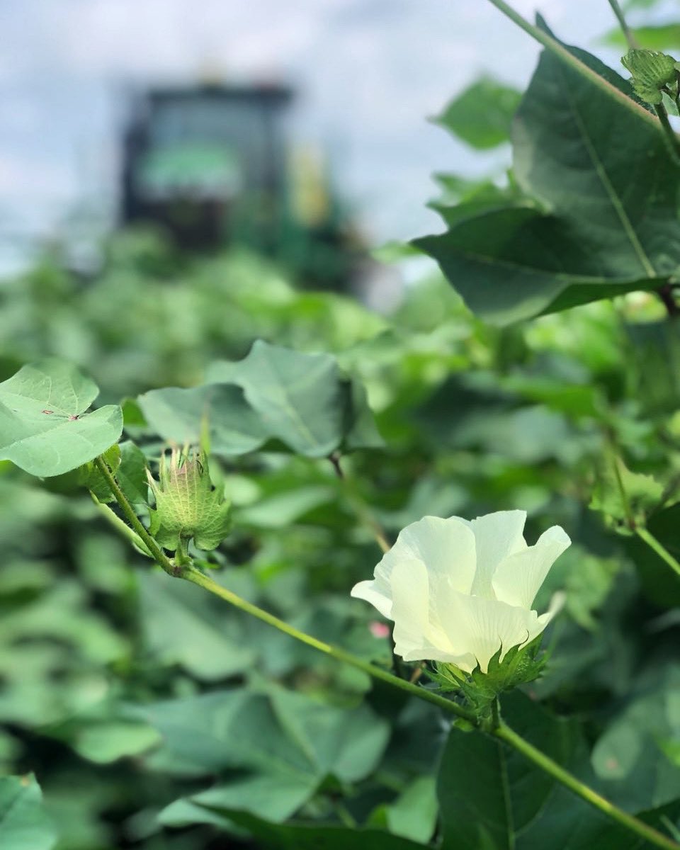 Blooms are almost to the top! We’re getting closer to the finish line! #georgiacotton #georgiagrown