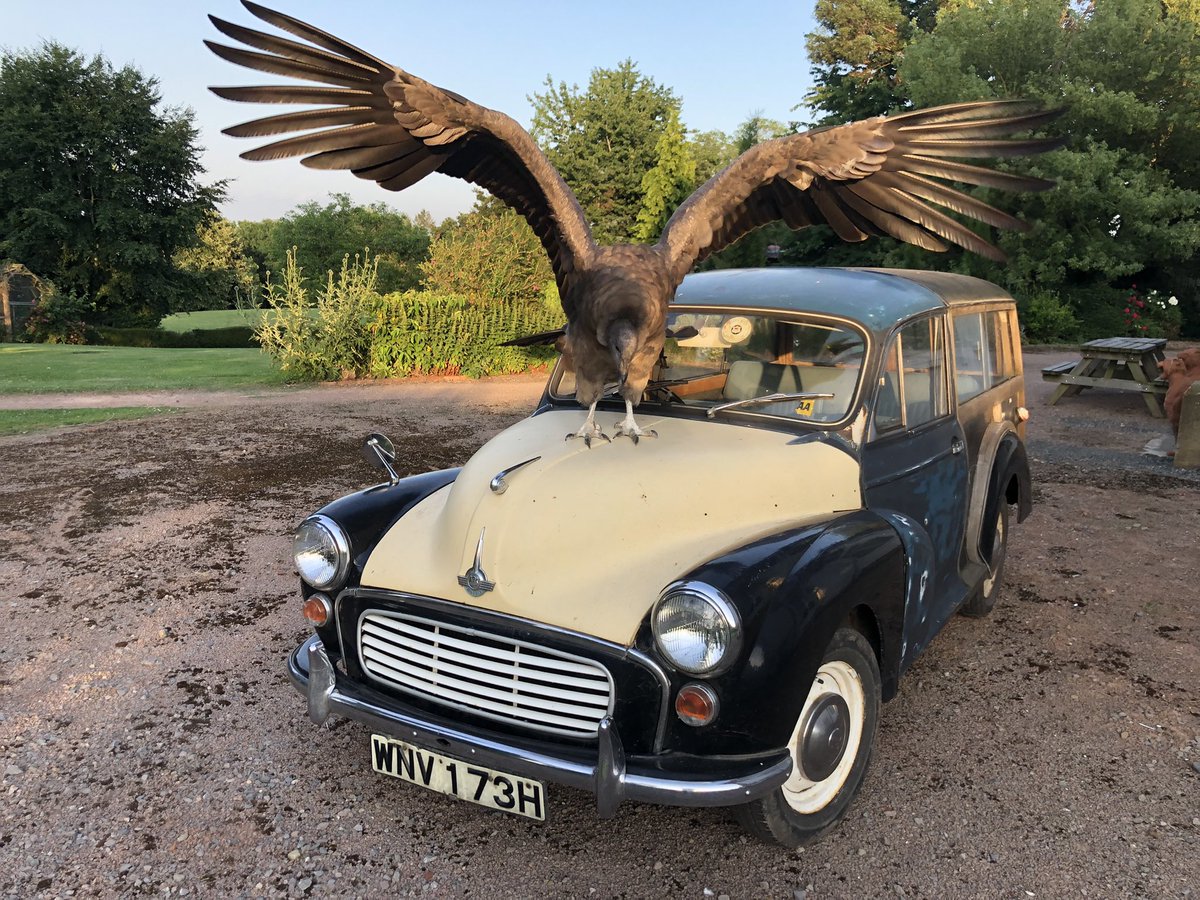 condortweets's tweet photo. @ThingfulNeeds @pissed_eagle I prefer this position for a bonnet mascot 😁 #Mascot #spirit #RollsRoyce #car https://t.co/9cp1bZJnP4
