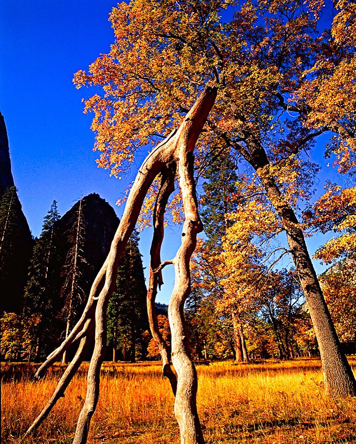 StudioSchatto's tweet photo. @VisitCA One never forgets the first time one #photographs #Yosemite ...  my first time was in the #Autumn of 1992. 
The #colors of the #fall_season were #vibrant and the crystal #clear #sky was the bluest of #blue. Thus began my #Yosemite_dreams. 
#Pentax67 
#Velvia #Ektachrome
- SChatto https://t.co/vsmmxcT4oV