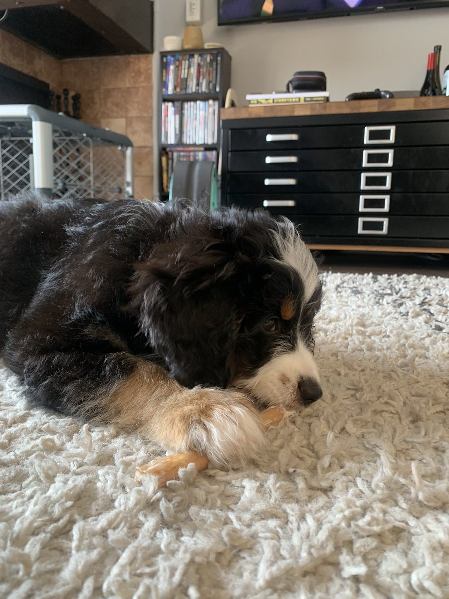 DrMlp389's tweet photo. Meet Pretzel! We are going to be hanging out for the next week while his humans are on vacation! https://t.co/c3fXyTJfFw