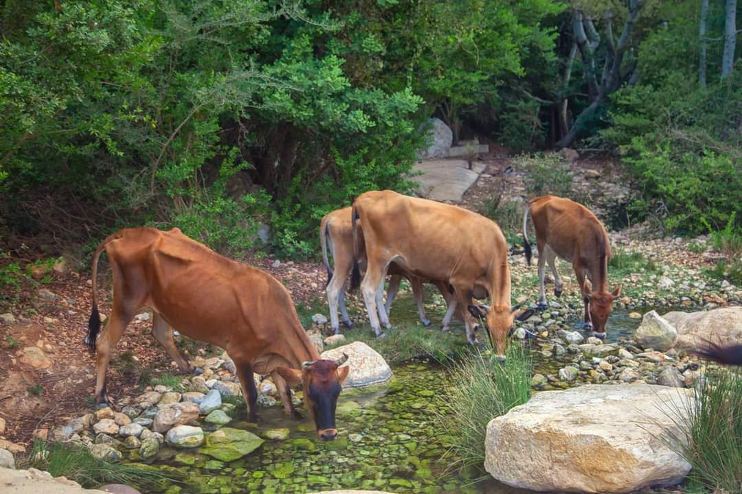 L I B Y A 🏞️ 🏇
