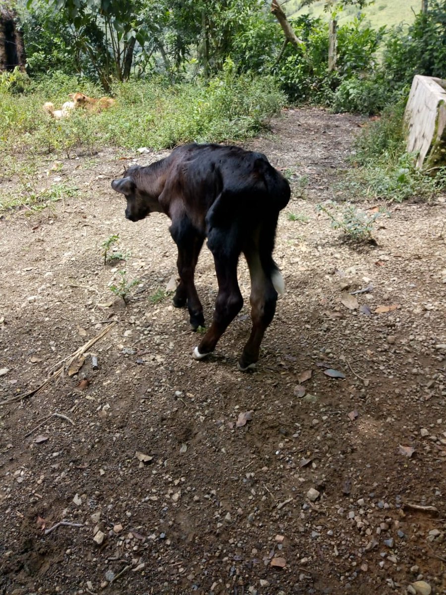 IPCoficial's tweet image. #Ituango | &quot;Está muy preocupante la situación. Ya hay cerditos muertos, pollitos y terneros&quot;🐄🐷🐓, dice Leonel, el campesino que no se desplazó. La situación es difícil. Miren. #SOSItuango 👇
