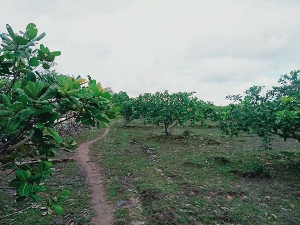 LuyLight's tweet image. Agriculture land
Cashew nut land 1000000 Square Need to sell. Place Brasat Balang District, kompong Thom provinces.
Contact me by tweet box. Email: luylight1414@gmail.com
Phone (855)92961414
WhatsApp 015961414