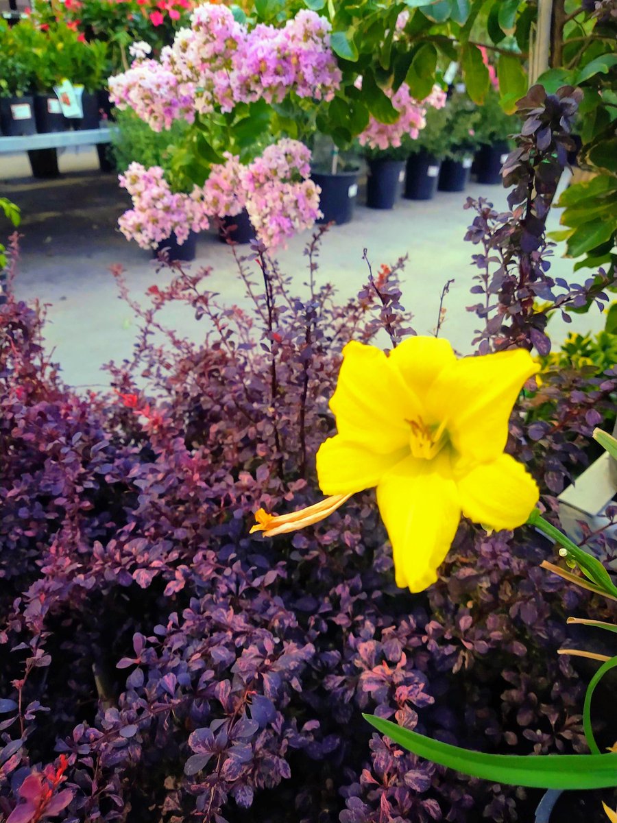 Patricia Sokoll (@patty2friend) on Twitter photo I love when I get to see this kind of Beauty at our store! #8975 <a href="/SM_Kim_8975/">Kim Stelzriede</a> @RebeccaOASM <a href="/miguelavila03/">Miguel Avila</a> I love when I get to see this kind of Beauty at our store! #8975 <a href="/SM_Kim_8975/">Kim Stelzriede</a> @RebeccaOASM <a href="/miguelavila03/">Miguel Avila</a>