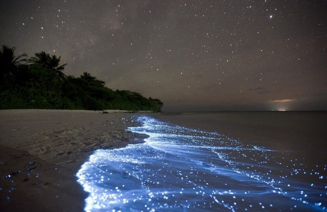 marsrader's tweet image. Blue tide in the Maldives caused by tiny glowing ostracod crustaceans.