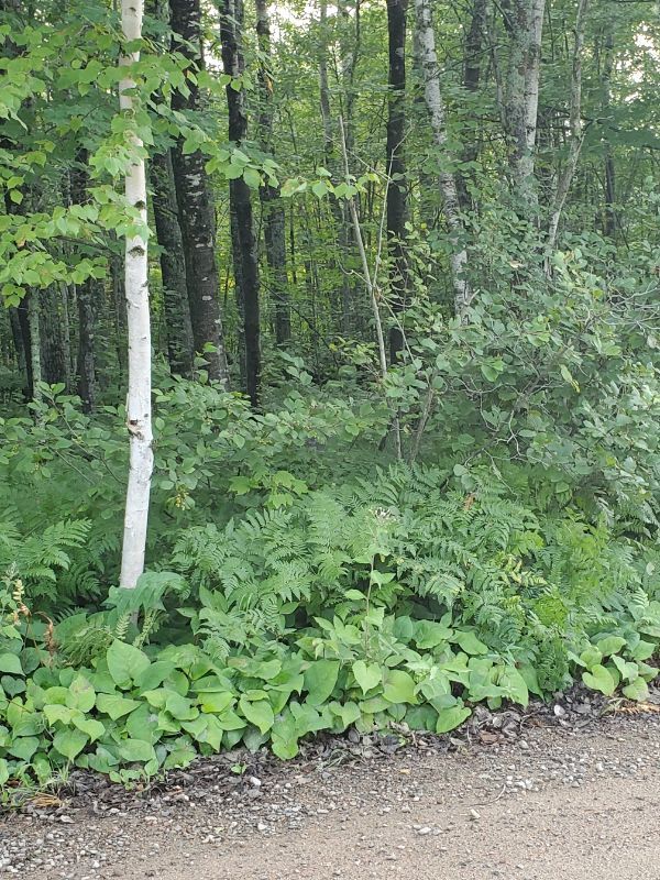 ConnectEly August 2021 - mailchi.mp/023f6dea22ba/c…