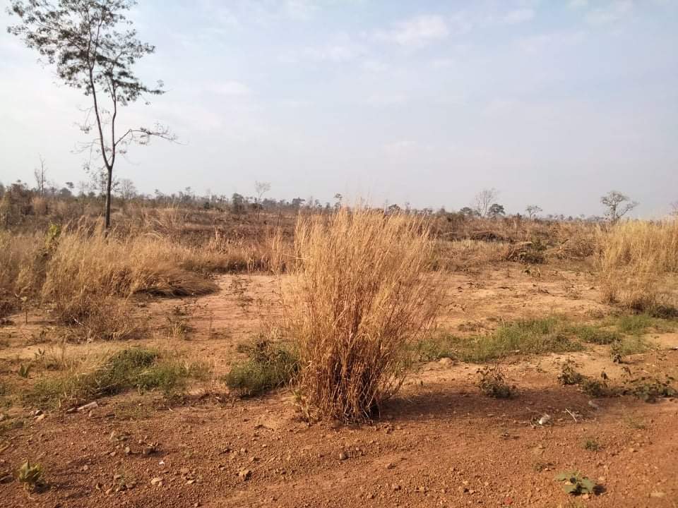 LuyLight's tweet image. Agriculture land
1000000  Square Need to sell. Place Svayluer District, Siem reap  provinces.
Details Contact me by tweet box. Email: luylight1414@gmail.com
Phone (855)92961414
WhatsApp 015961414