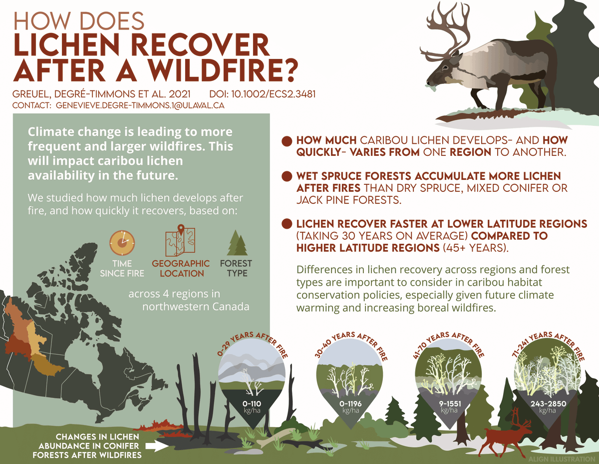 ge_d_timmons's tweet photo. Beautiful graphical summary about our study on post-🔥 lichen biomass recovery. Designed by @alignillustrate and translated by Yati translations and Alex Tambour. #scicomm

For more info: https://t.co/MMeYRO90fJ https://t.co/UmJYaF10Kx