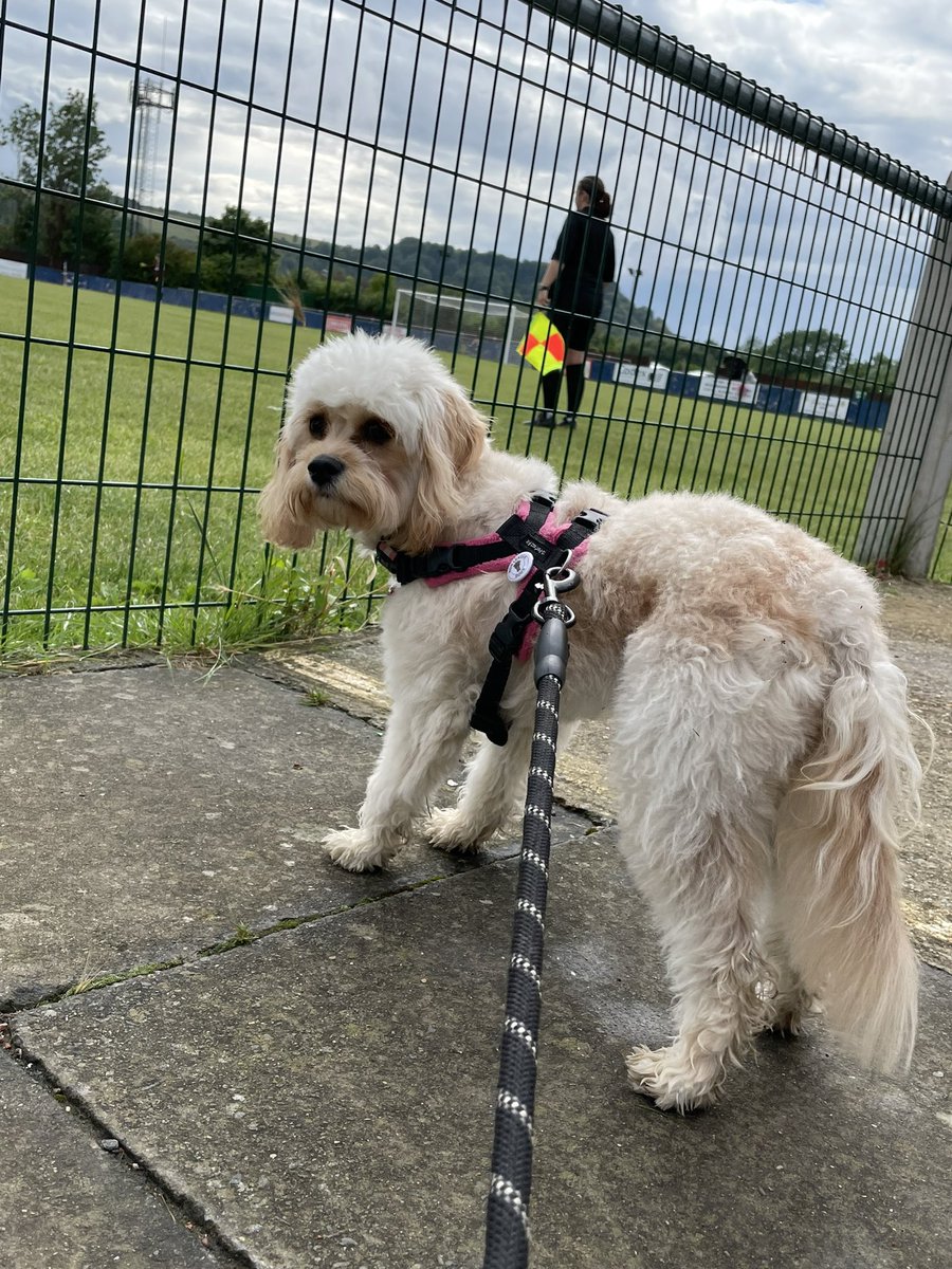 ToffeesTours tweet media