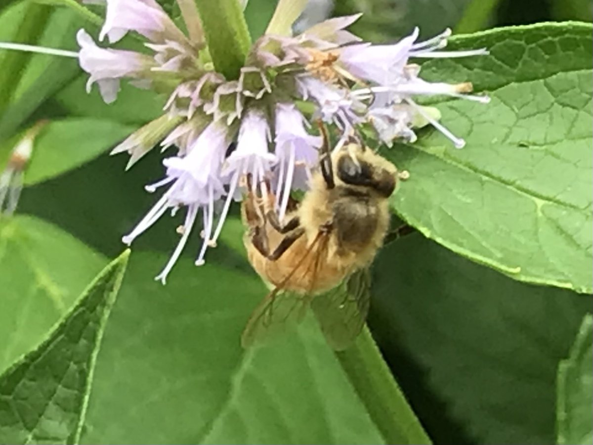 msstate_CL's tweet photo. Detour from annual color to #PerennialFlower color. Why perennials? Diversity, durability and design. Just look at what they bring to the campus ecology. Casual minute inventory shows great #Insect range. If you plant it, they will find it. @MSUExtService @MSStateAdmit #HailState https://t.co/XeDUawXlsL