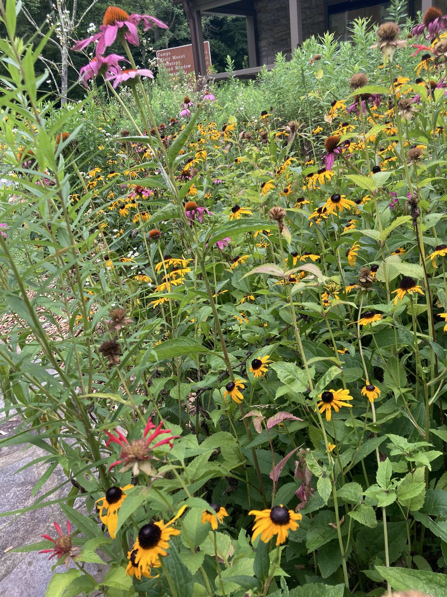 CCPS_STEM (@stemccps) on Twitter photo Ms Frushour when did students <a href="/CCPS_RMEmustang/">Robert Moton Elementary</a> create and plant the garden to Catoctin National Park entrance hs now? Some important people are at Camp David today. I hope they didn’t take helicopter so they could see the students legacy! <a href="/CCPSk12/">Carroll County PS</a> <a href="/CCPS_WHS_OWLS/">Westminster HS</a> @CCPSPerformance Ms Frushour when did students <a href="/CCPS_RMEmustang/">Robert Moton Elementary</a> create and plant the garden to Catoctin National Park entrance hs now? Some important people are at Camp David today. I hope they didn’t take helicopter so they could see the students legacy! <a href="/CCPSk12/">Carroll County PS</a> <a href="/CCPS_WHS_OWLS/">Westminster HS</a> @CCPSPerformance