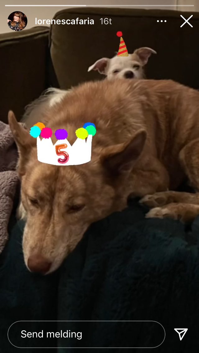 NathOnTheRocks's tweet photo. @LoreneScafaria but do I share a birthday with your dog? Because this. July 30th? 😁🤩🎉 https://t.co/4mKA3uIQvF
