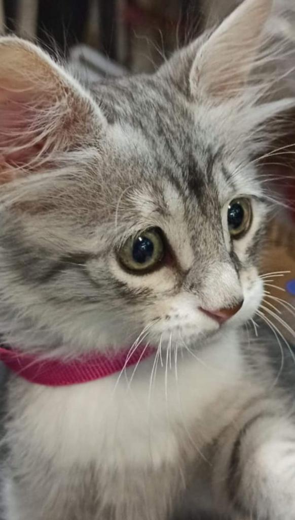 ANKARA, 2 aylık erkek yavruya yuva arıyoruz 🐾🐾

Bizimle iletişime geçebilirsiniz ☀️🐈