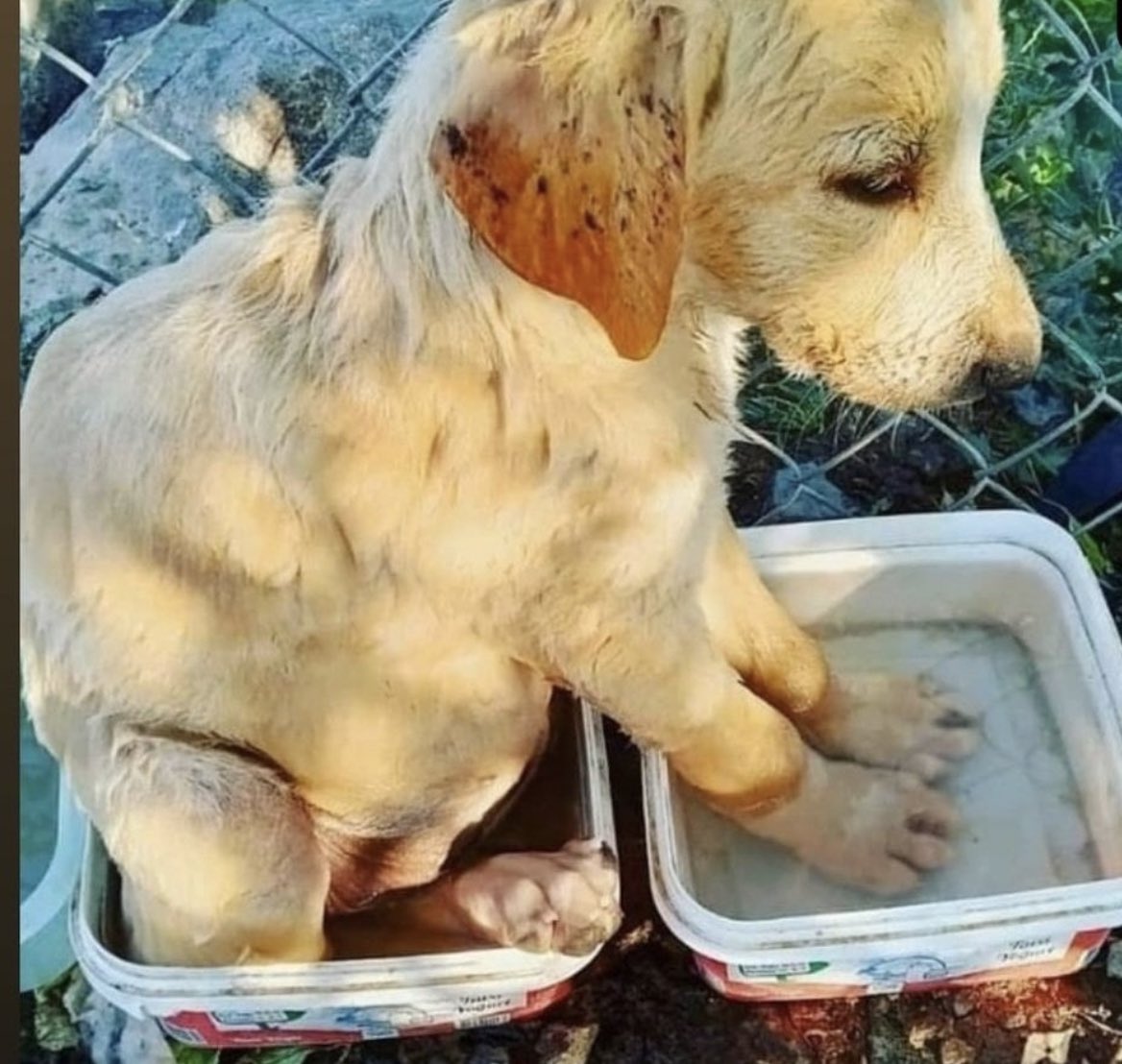 otekidunyali's tweet photo. Bu covid bütün dünyayı öldürsün 
Siktir olup gidelim bu evrenden
her şey onlara kalsın
Bu fotoğrafın sorumlusu İnsandır İnsan https://t.co/bQnSJh7Qgq