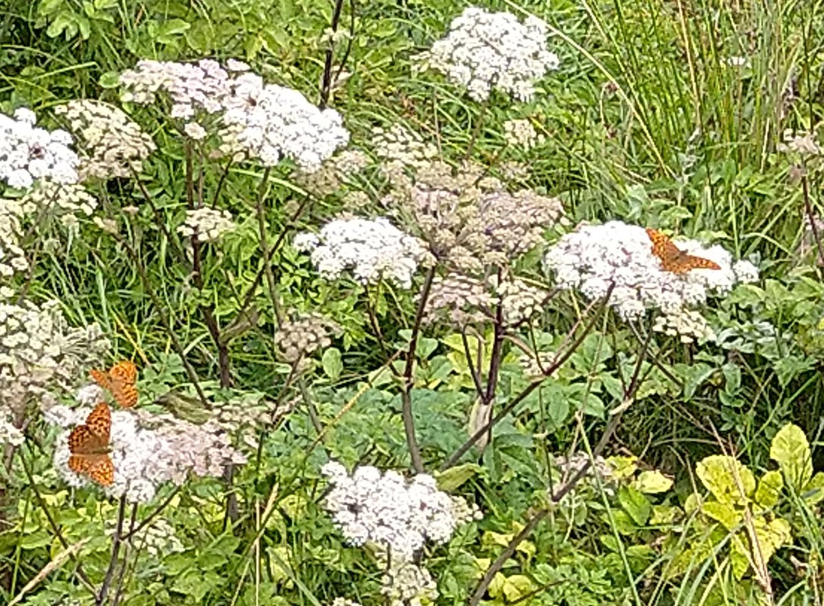 Clouds of silver-washed fritillaries on the islands of Upper Lough Erne. Easier to photograph in the cooler weather this week @savebutterflies @BCNI_ @UlsterWildlife @NationalTrustNI @inishrath