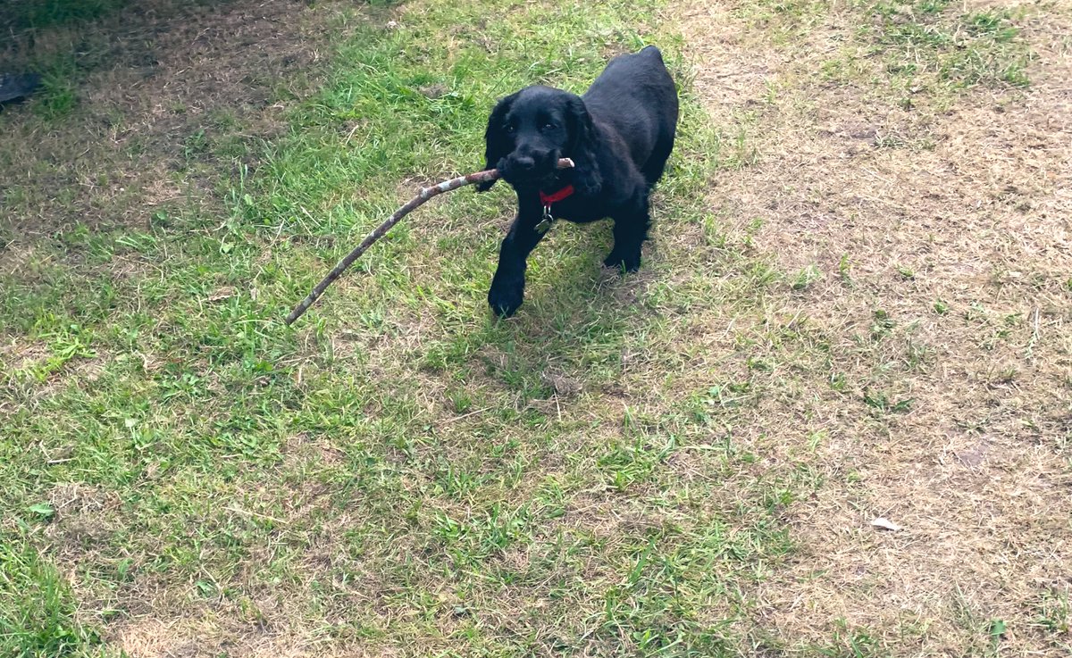 MrStem's tweet photo. 5 more days and we can go on a real walk! #Hero https://t.co/EaWaSIrAro
