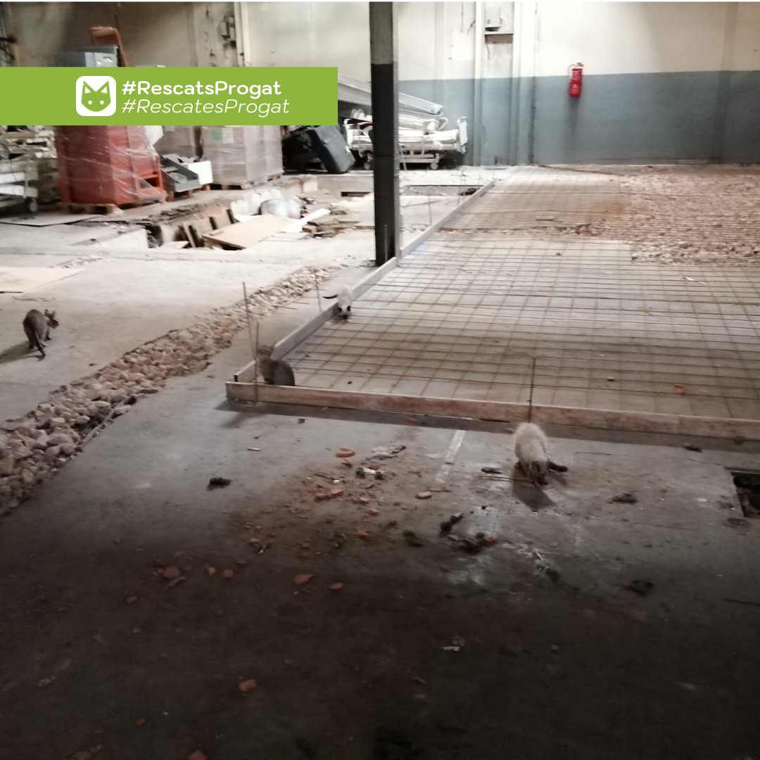 ProgatSabadell's tweet photo. 🥳 S'ha realitzat un rescat d'aquests 3 cadells que han anat directes a la #protectorasabadell  on esperen trobar adoptants 🏠.

🥳 Se ha realizado un rescate de estos 3 cachorros que han ido directos a la #protectorasabadell donde esperan encontrar adoptantes.

#progatsabadell https://t.co/2fC4Rxhsr4