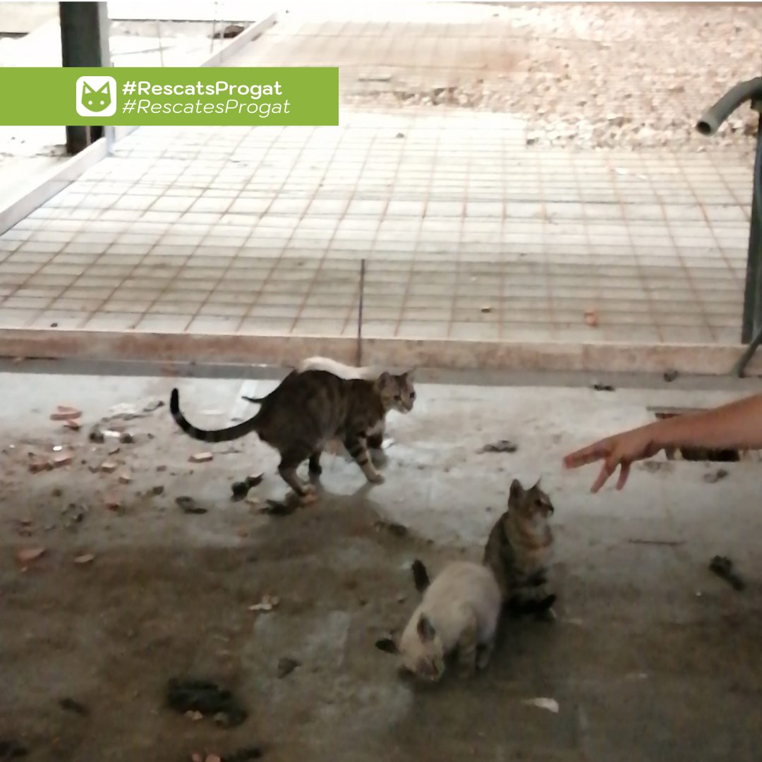 ProgatSabadell's tweet photo. 🥳 S'ha realitzat un rescat d'aquests 3 cadells que han anat directes a la #protectorasabadell  on esperen trobar adoptants 🏠.

🥳 Se ha realizado un rescate de estos 3 cachorros que han ido directos a la #protectorasabadell donde esperan encontrar adoptantes.

#progatsabadell https://t.co/2fC4Rxhsr4
