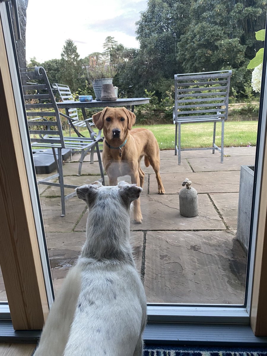 StanleyTiger's tweet photo. That awkward moment when a Tallulah comes round to play & your Dad wonโt let you out #TerrierProblems ๐ฏ https://t.co/aMtUeCivdO