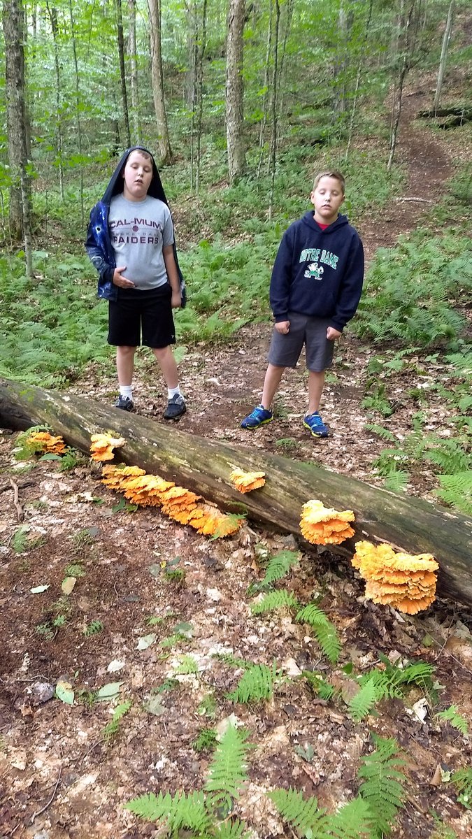 durrjim's tweet photo. Day 11: Pixley Falls, and we're in the home stretch! 5 geocaches, and pay phone, which my children had no idea what to make of.  Picked up one of the ones we missed at Delta Lake on the way home as well. #nystateparks #geocaching https://t.co/r9GqzWS9vJ