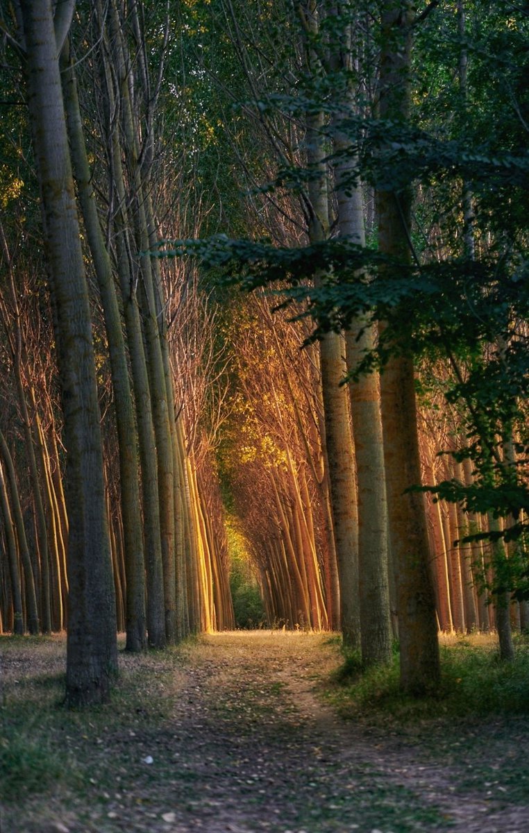 Yezrael Perez tweet media