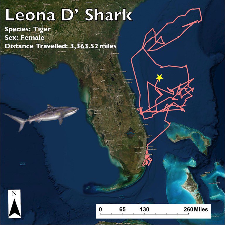sharktagging's tweet photo. We’re back at it again with #SatTagSaturday !
Today’s featured shark is Leona D’ Shark, a female tiger shark that was tagged in North Fowey Ledge, FL on November 8, 2019. She measured a total length of ~345cm at the time she was tagged. https://t.co/bqiM6oeFeU