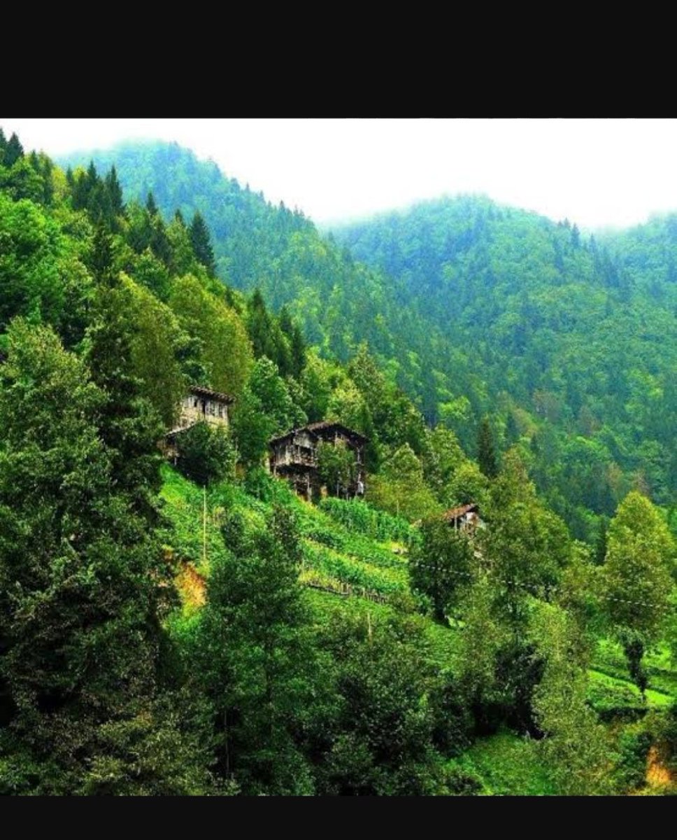 Karadeniz'deki ormanlar daha gür ve komple çam ağaçları ile dolu. İş işten geçmeden erken müdahale edilip, önlemler alınmalıdır. Yoksa durum işler acısı olur. 
#KaradenizOrmanlarınıKoruyun