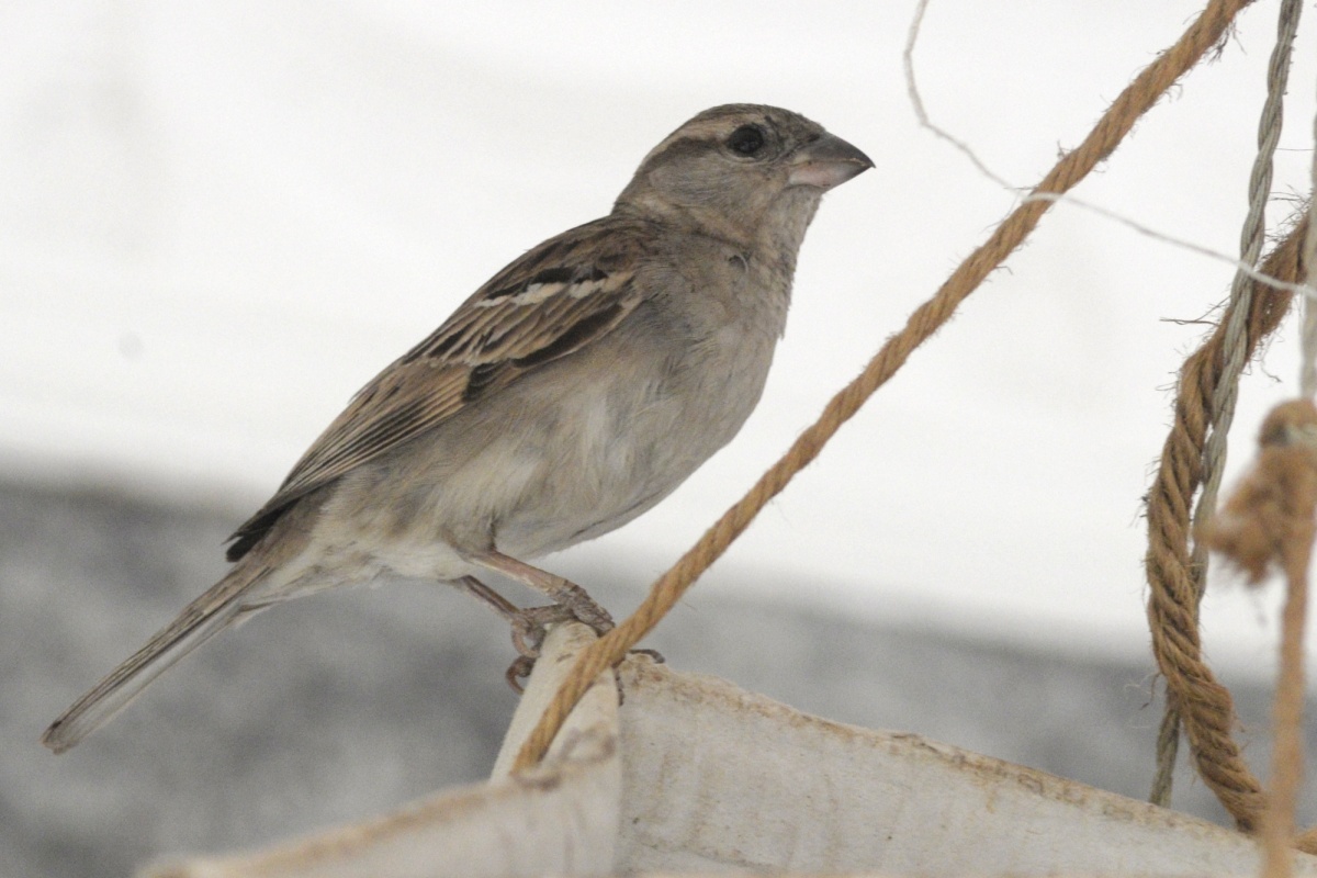 tinyelevator's tweet photo. @Nnedi House sparrow? https://t.co/mGXwL7uTLc
