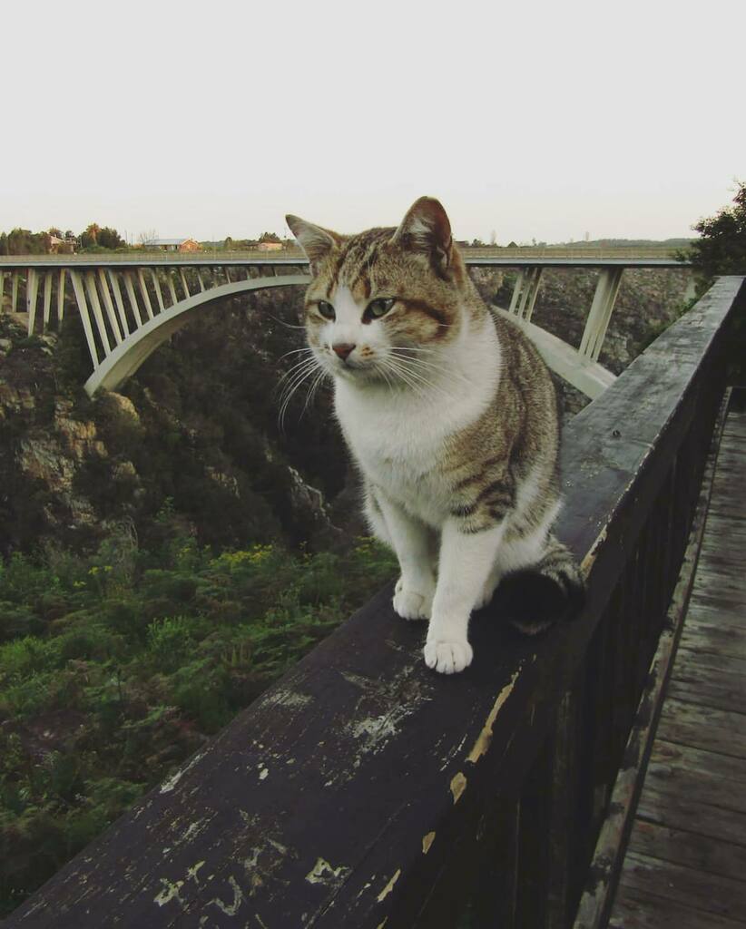 _wingsandwaves_'s tweet photo. #Caturday...Tsitsi-kitty. #catsofinstagram #tsitsikamma #stormsriverbridge #stormsriver #kitty #cat #tabby #streetcat #TravelChatSA #gardenroute #southafrica https://t.co/lhh0dHOXxe https://t.co/9CIbjtKZPO