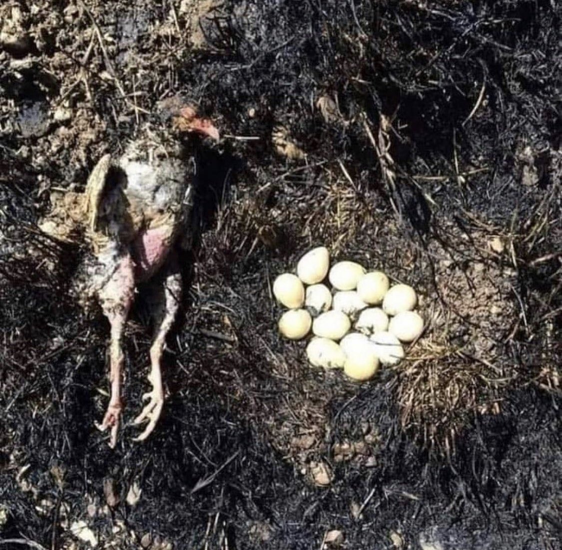 “Oysa istese uçup gidebilirdi, hiçbir yangın yakalayamazdı onu.. 

hayvanların ruhu olmaz der, bazı ruhunu kaybetmişler..”

Kalbim yanıyor. 

Anne. 
#PrayForTurkey