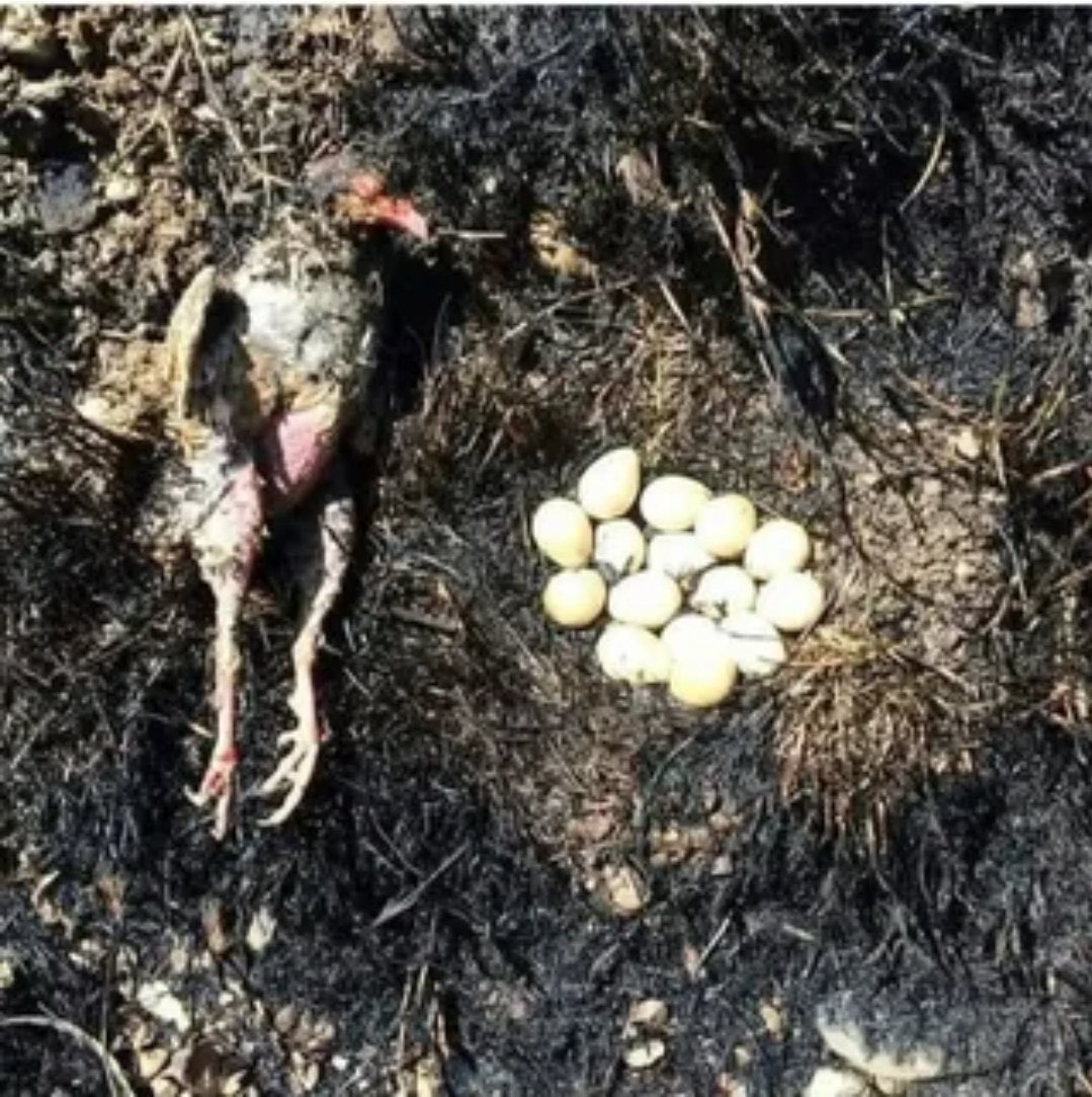 Son yıllarda hiçbir fotoğraf bu kadar içimi acıtmamıştı. 

Belli ki ölene kadar bırakmadı yumurtalarını..

Belli ki yanıp, devrilene kadar durdu üstlerinde..

Canımız yandı, vallahi billahi canımız yandı.