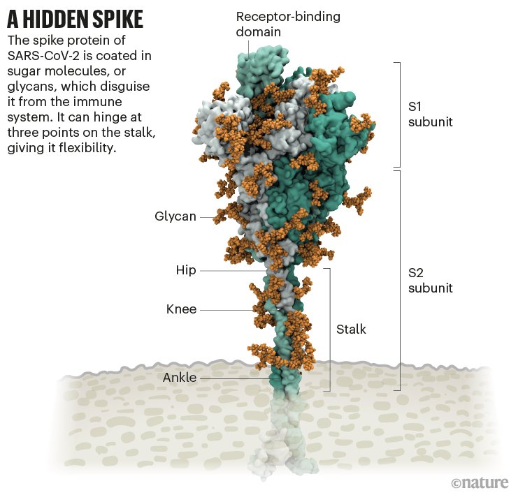 Lorenzo Casalino (@lcasalino88) on Twitter photo Outstanding <a href="/Nature/">nature</a> feature by <a href="/Scudellari/">Megan Scudellari</a> unraveling scientists' efforts to decipher SARS-CoV-2. Thanks for including <a href="/RommieAmaro/">Rommie Amaro</a>'s lab contribution and my rendering of our glycosylated spike model (w/ <a href="/nikinks/">Nik Spencer</a> sleek graphics) nature.com/articles/d4158… Outstanding <a href="/Nature/">nature</a> feature by <a href="/Scudellari/">Megan Scudellari</a> unraveling scientists' efforts to decipher SARS-CoV-2. Thanks for including <a href="/RommieAmaro/">Rommie Amaro</a>'s lab contribution and my rendering of our glycosylated spike model (w/ <a href="/nikinks/">Nik Spencer</a> sleek graphics) nature.com/articles/d4158…