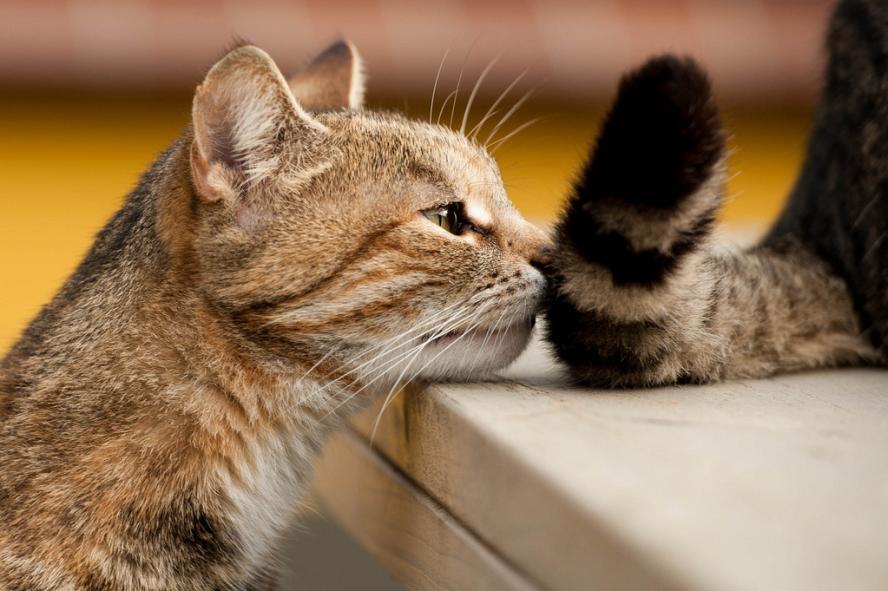 TheJessaChannel's tweet photo. What if humans got to know each other the way cats do? https://t.co/CpLIpVzEJZ