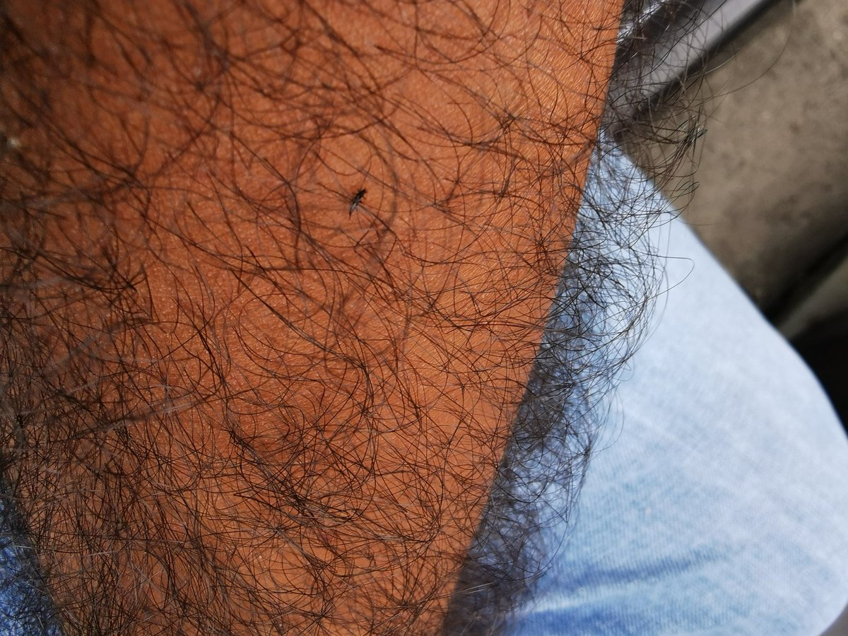 MikeHdez28's tweet photo. @clubleonfc Deberían de fumigar! Hay mucho insecto negro y es muy molesto observar el juego así. https://t.co/3rIR9jk3tq