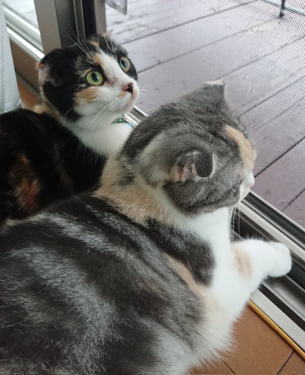 ide34629vv's tweet photo. 今朝も仲良く外の観察😊何が見えるのかなー😆
#ネコ
#猫
#猫好きさんと繋がりたい 
#スコティッシュフォールド https://t.co/BBgYP0Q4Uf