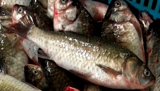 滋賀県の情報と観光スポット 夢釣行 Bs日テレ 21年8月1日 日 17 00 琵琶湖の神秘に浸る伝統の釣り 奥深き近淡海の ハス 魚のハスは コイ科の魚食性の淡水魚で 魚料理は 琵琶湖八珍の1つ ハスの刺し網漁 T Co Dnkikcdvax 琵琶湖八 滋賀県の情報と観光スポット 夢釣行 Bs日テレ 21年8月1日 日 17 00 琵琶湖の神秘に浸る伝統の釣り 奥深き近淡海の ハス 魚のハスは コイ科の魚食性の淡水魚で 魚料理は 琵琶湖八珍の1つ ハスの刺し網漁 T Co Dnkikcdvax 琵琶湖八