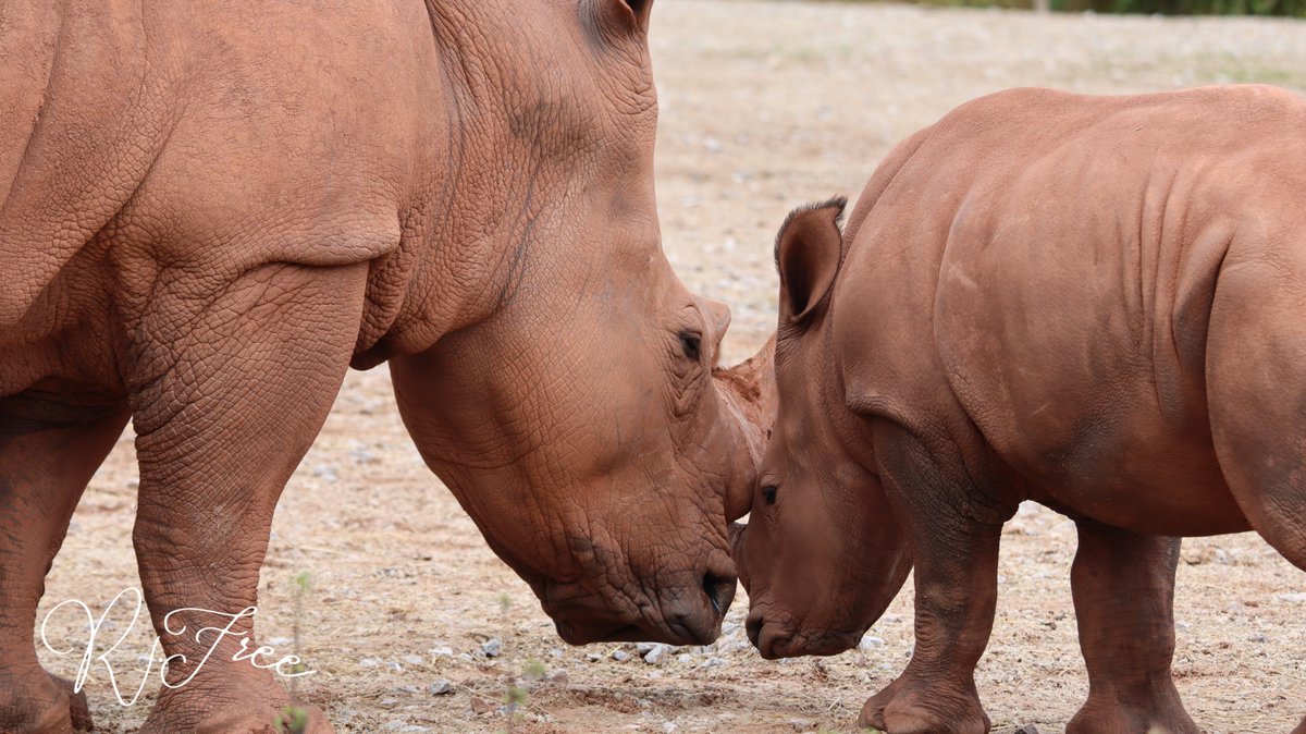 gamgeetv's tweet image. Reunion week with @Fuzzy_Zebra @ClutoTV @Jamesbally and today we went on a tour of a conservation safari park and I brought my B I G camera #conservation #endangered #breedingprograms #savetheplanet